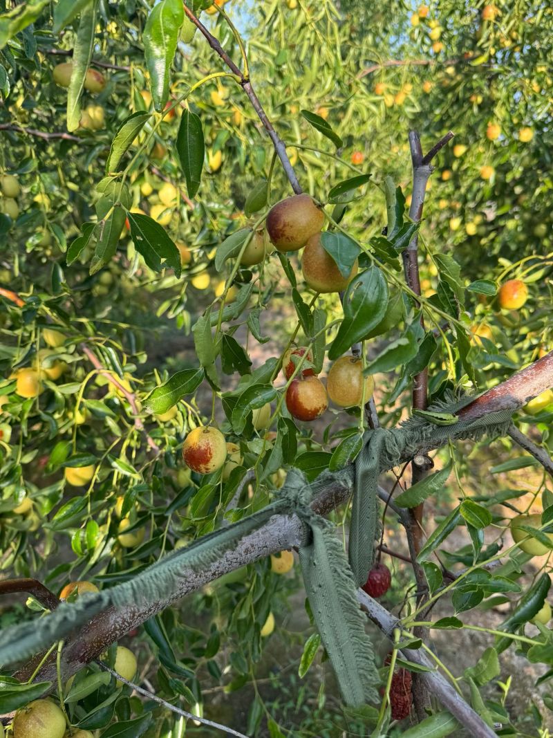 黃驊冬棗 河北滄州的“金疙瘩”，品質與實惠的完美結合