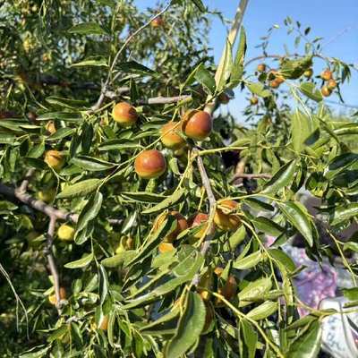 黃驊冬棗 個大皮薄，脆甜沁心的北方珍果